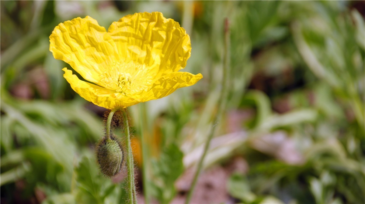 啊~~~啊~~~啊！牡丹~~百花丛中最鲜艳！！！