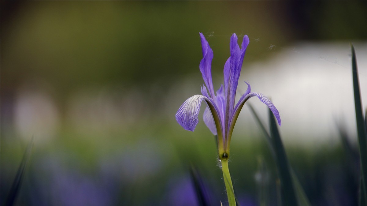 啊~~~啊~~~啊！牡丹~~百花丛中最鲜艳！！！