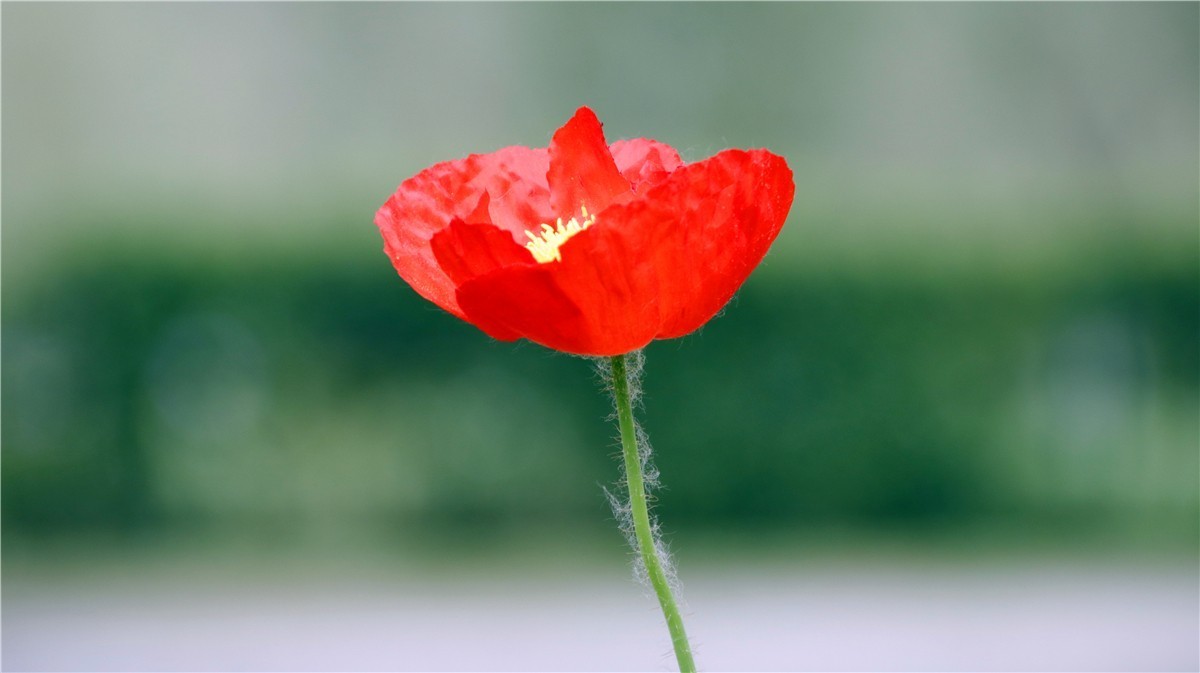 啊~~~啊~~~啊！牡丹~~百花丛中最鲜艳！！！