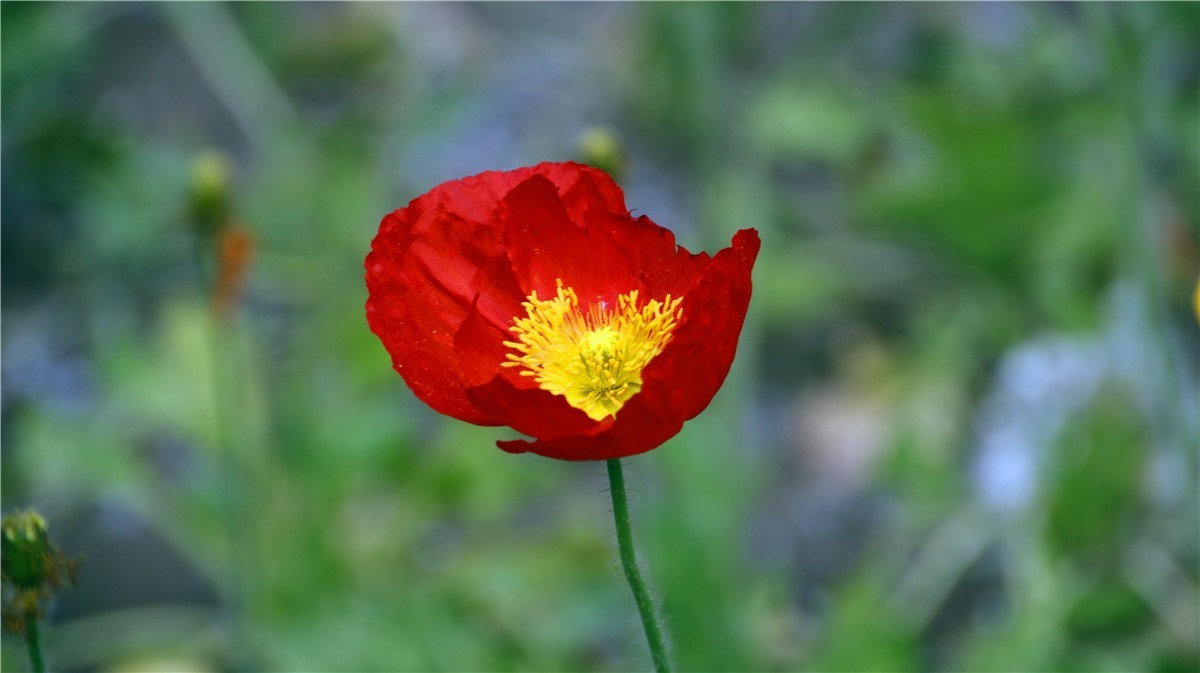 啊~~~啊~~~啊！牡丹~~百花丛中最鲜艳！！！