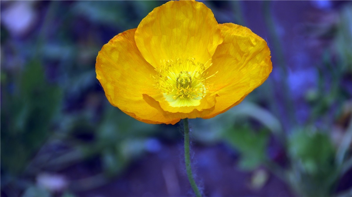 啊~~~啊~~~啊！牡丹~~百花丛中最鲜艳！！！