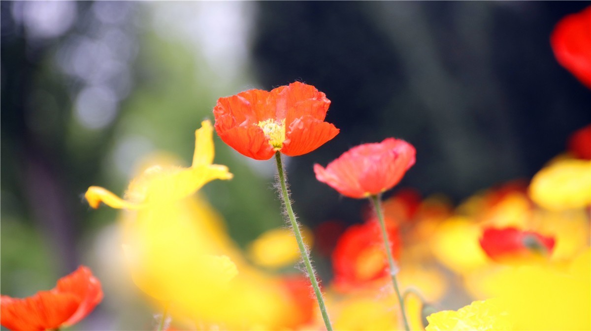 啊~~~啊~~~啊！牡丹~~百花丛中最鲜艳！！！