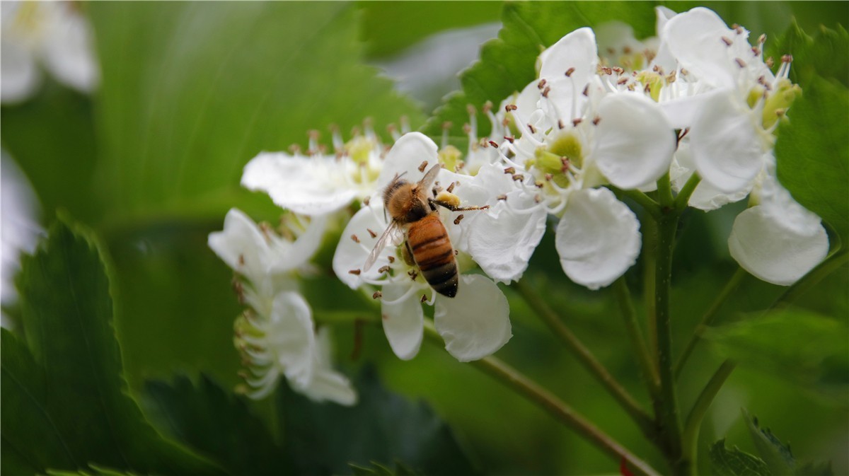 啊~~~啊~~~啊！牡丹~~百花丛中最鲜艳！！！