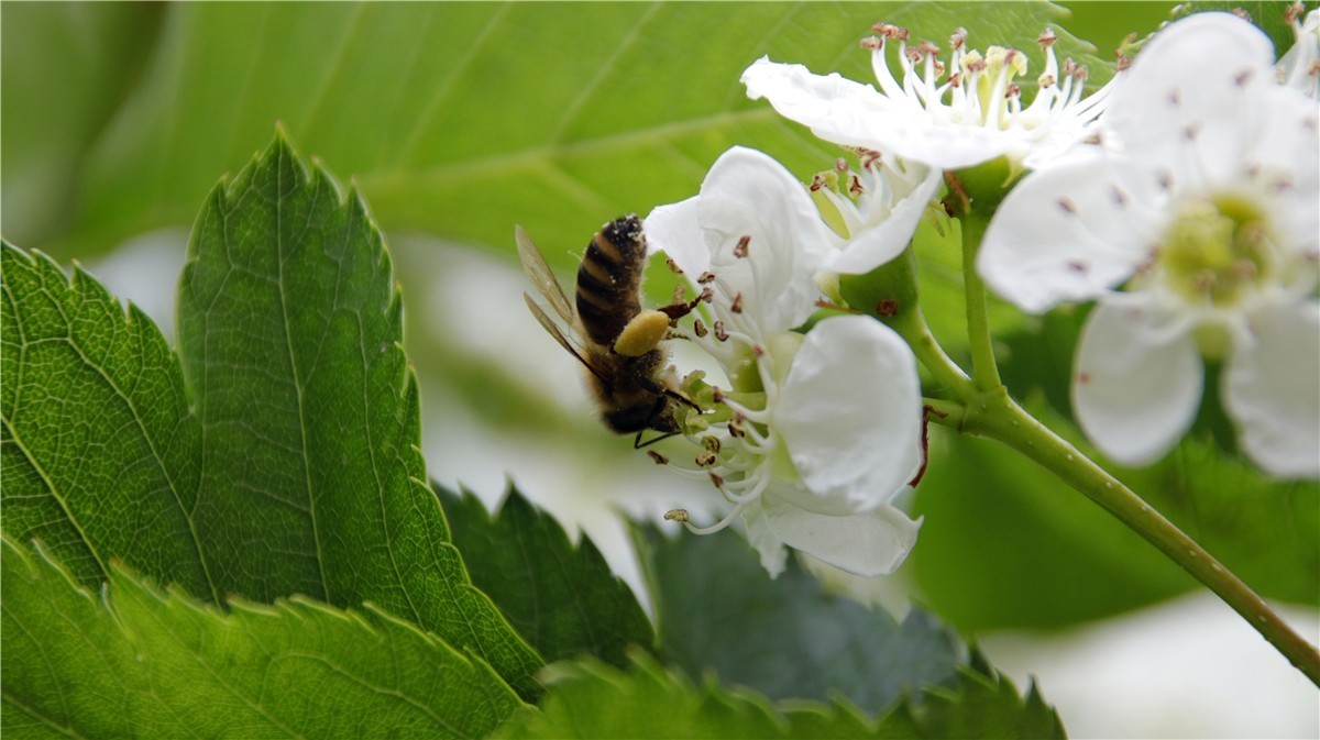 啊~~~啊~~~啊！牡丹~~百花丛中最鲜艳！！！