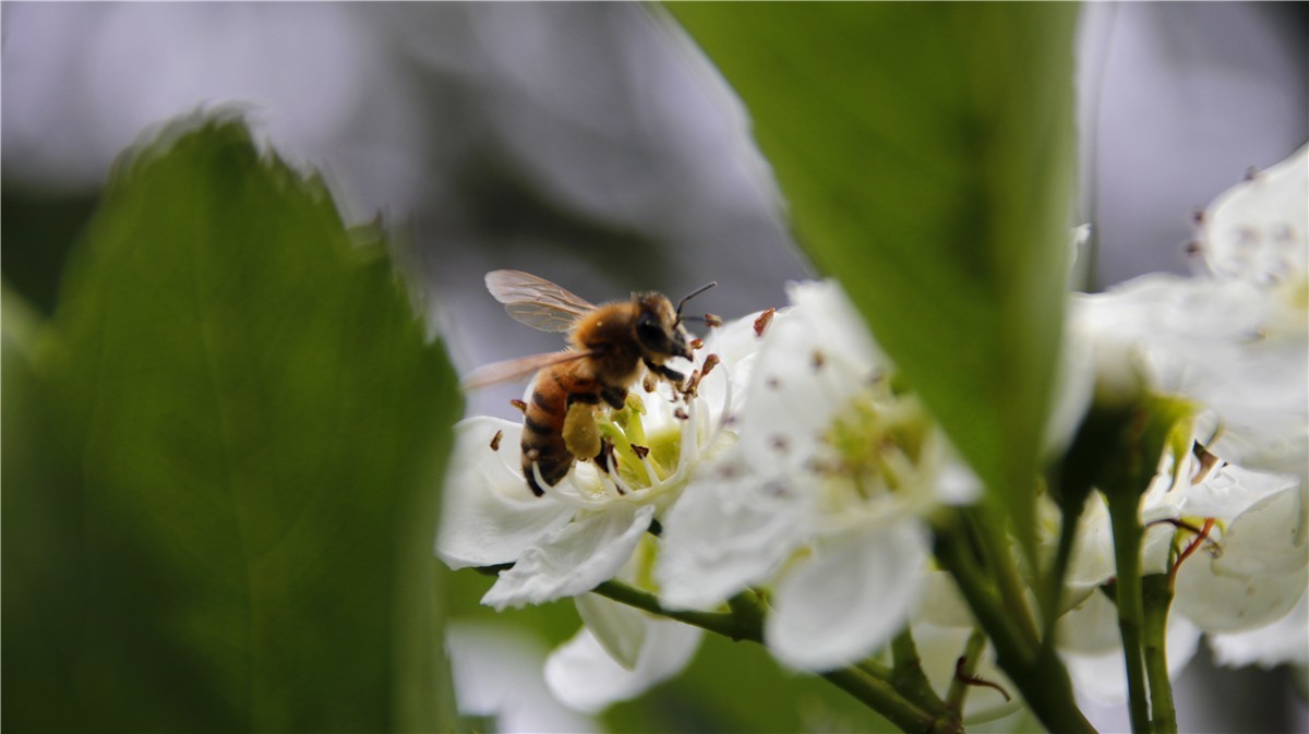 啊~~~啊~~~啊！牡丹~~百花丛中最鲜艳！！！