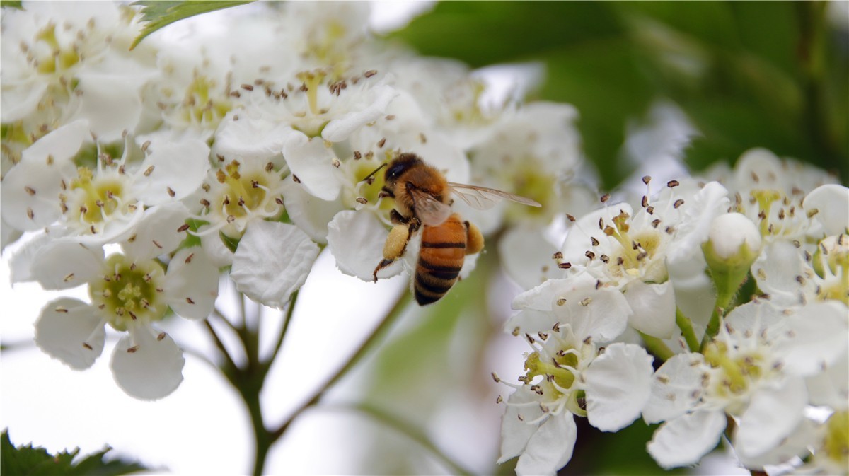啊~~~啊~~~啊！牡丹~~百花丛中最鲜艳！！！