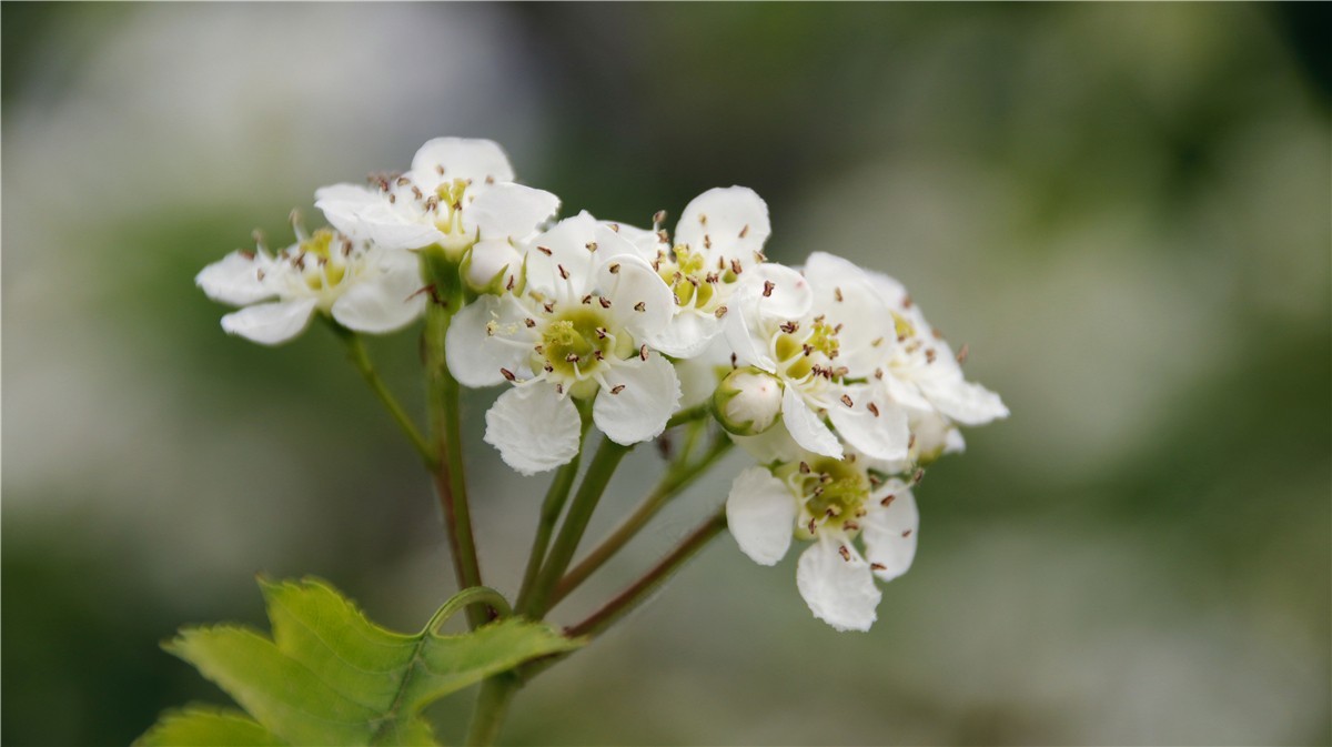 啊~~~啊~~~啊！牡丹~~百花丛中最鲜艳！！！