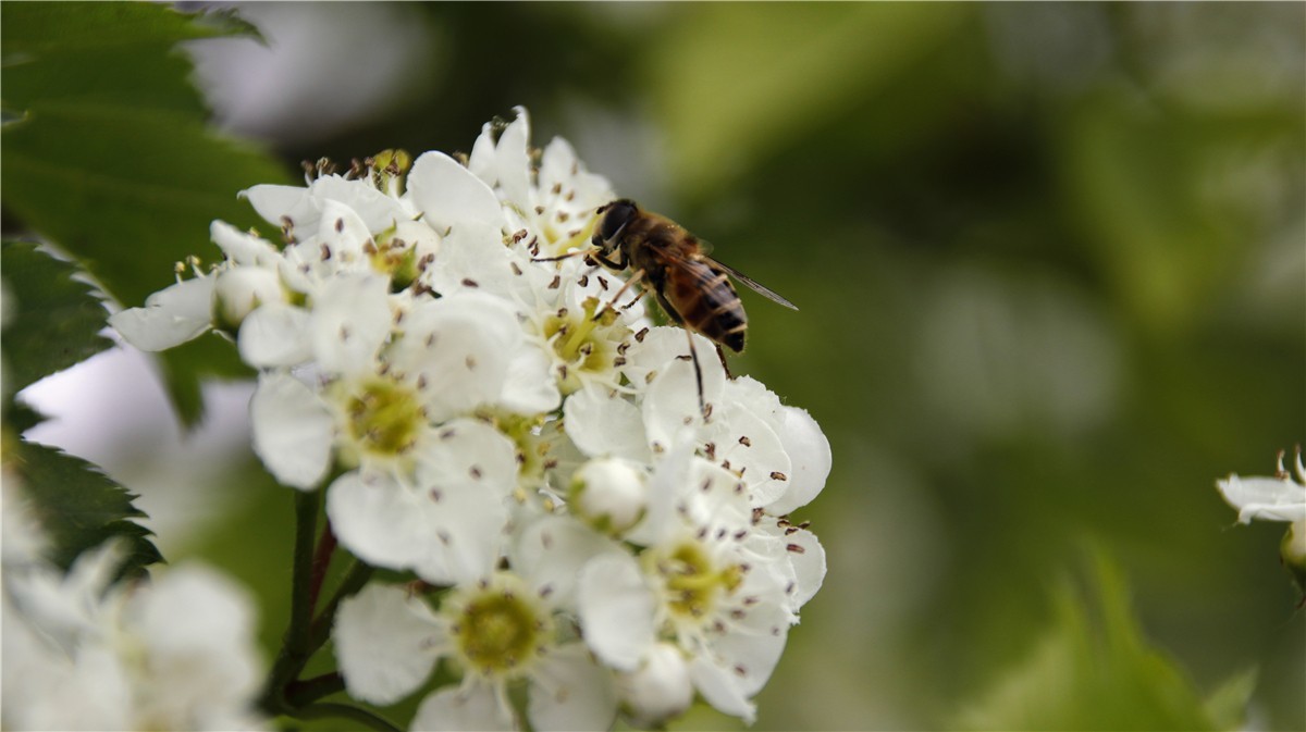 啊~~~啊~~~啊！牡丹~~百花丛中最鲜艳！！！