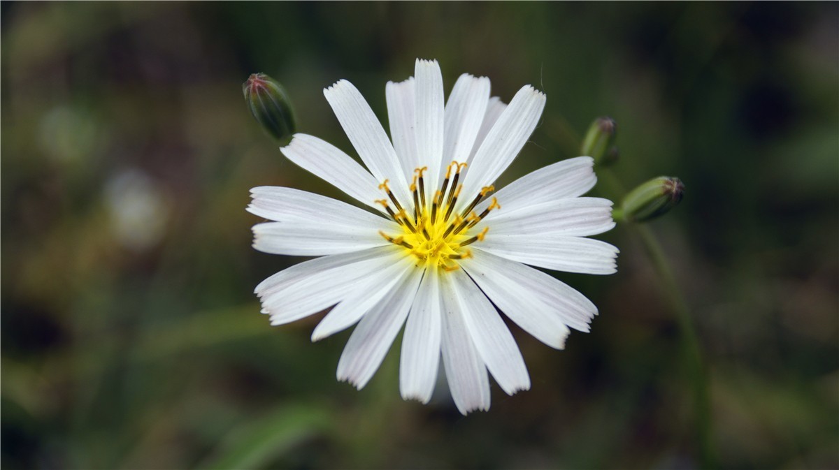 啊~~~啊~~~啊！牡丹~~百花丛中最鲜艳！！！