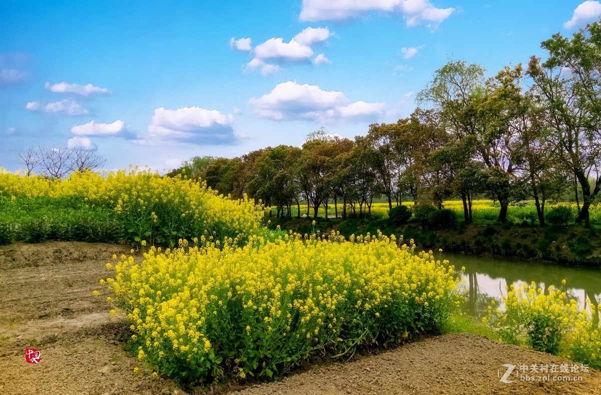 油菜地里
