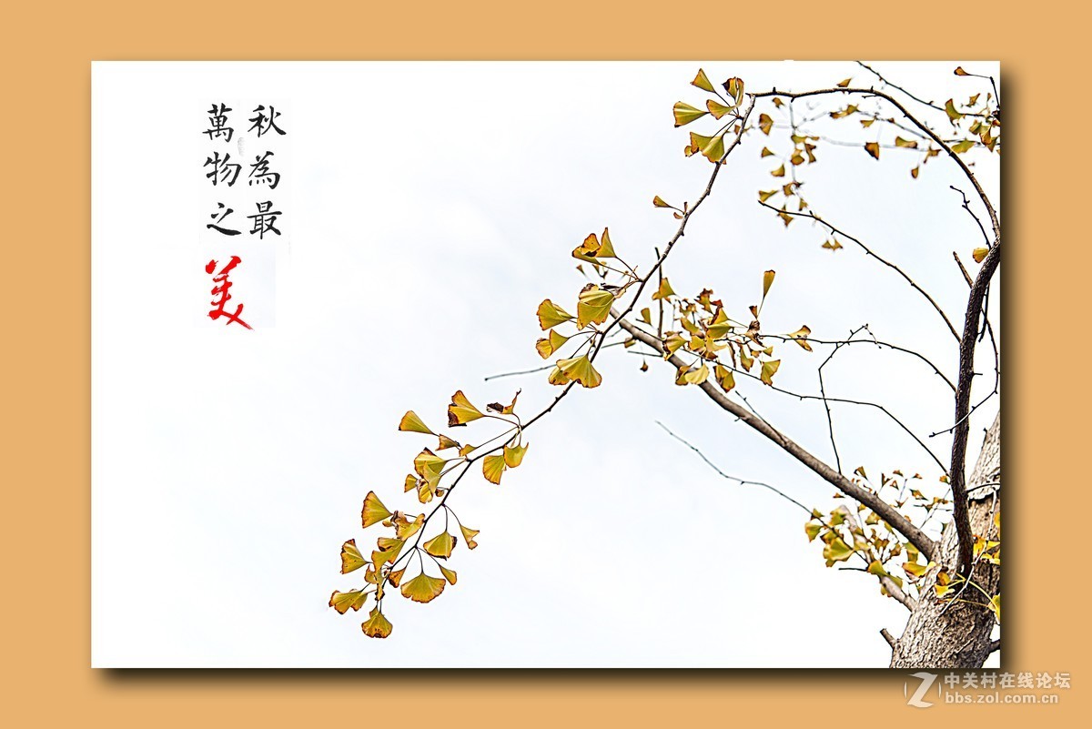 路边几棵银杏树