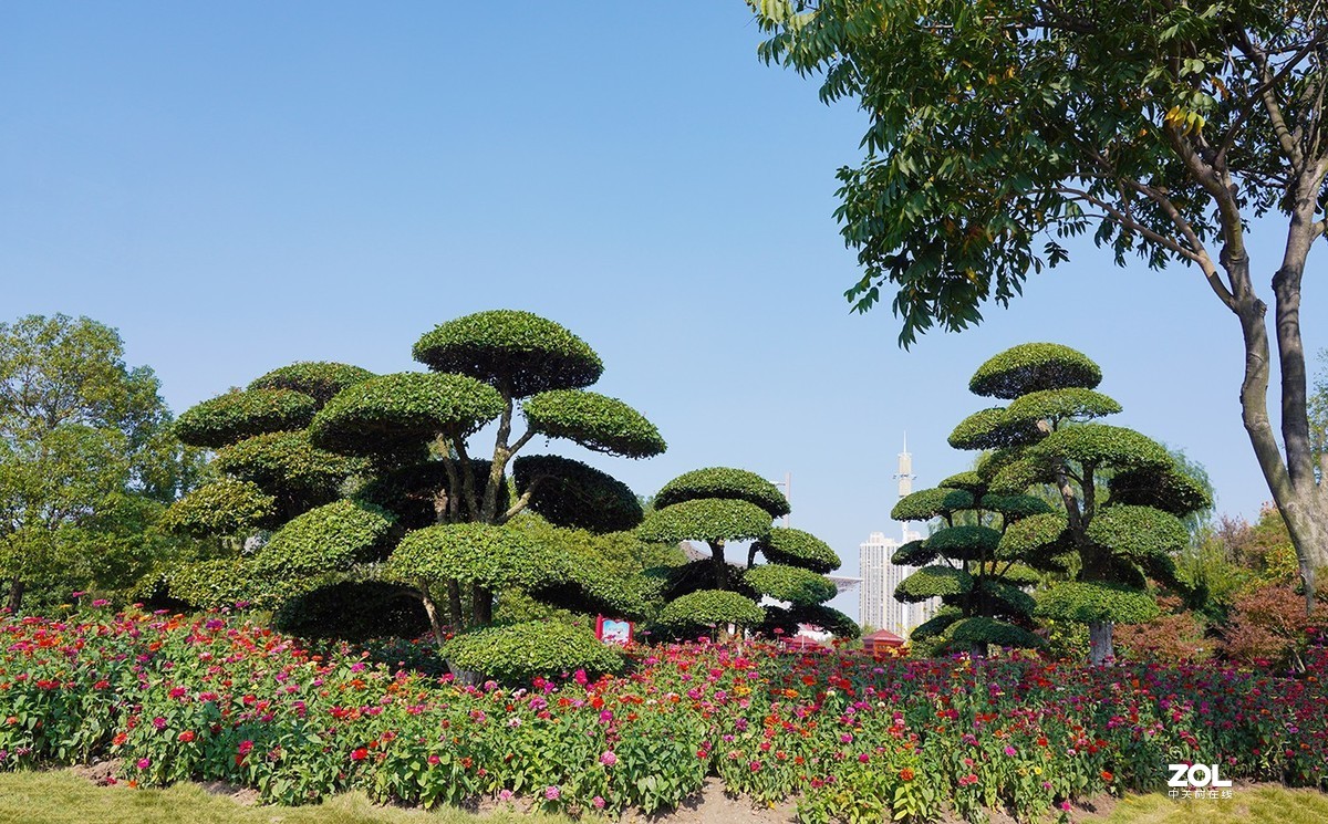 常青树
