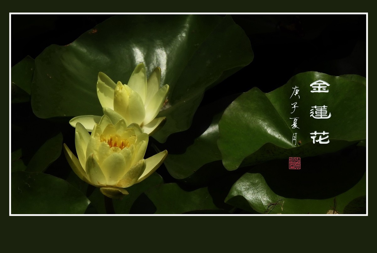 圣洁的金色睡莲花