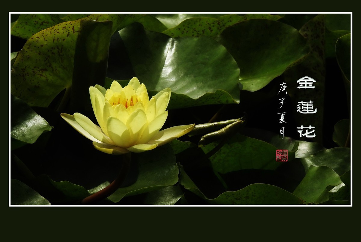 圣洁的金色睡莲花