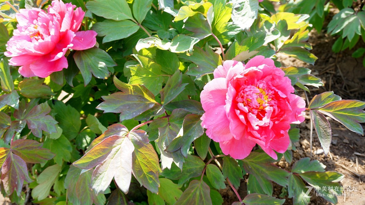 编发几张早期的牡丹,以飨好友