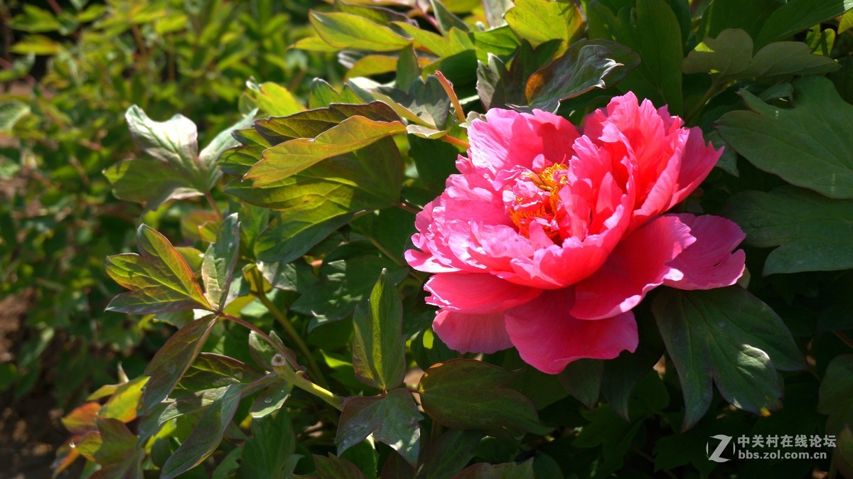 编发几张早期的牡丹,以飨好友