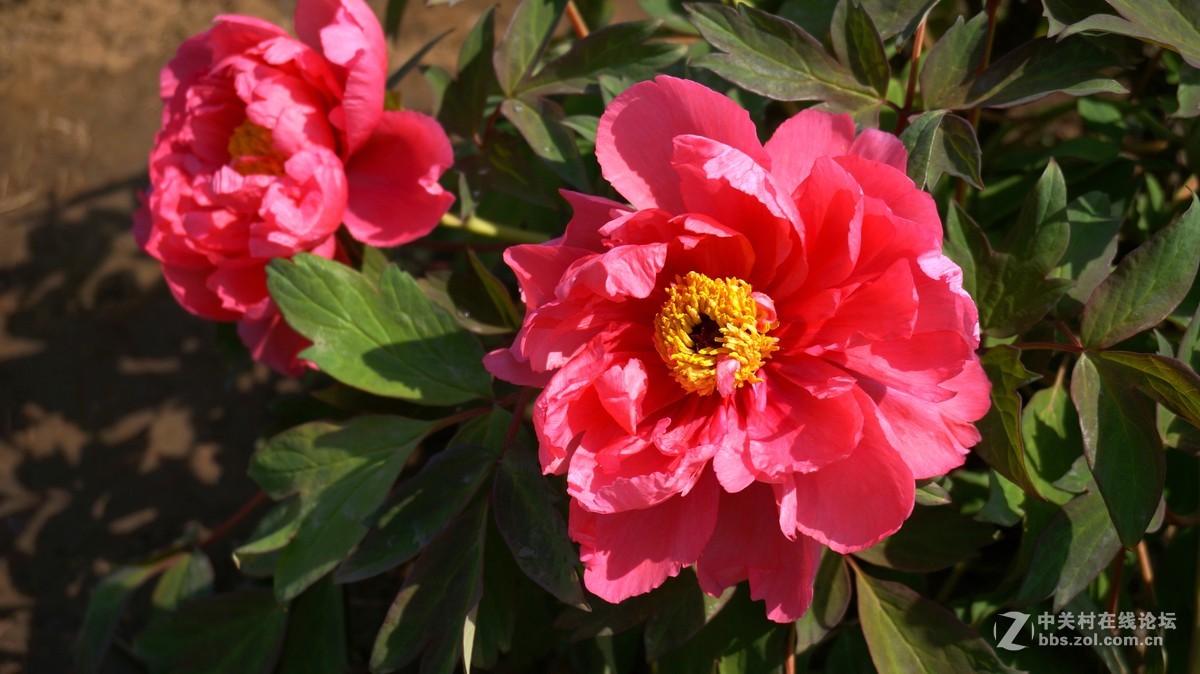 编发几张早期的牡丹,以飨好友