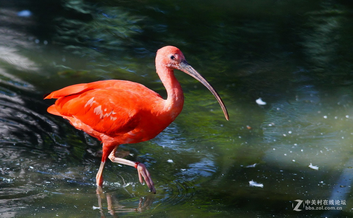 北京動物園溼地紅䴉