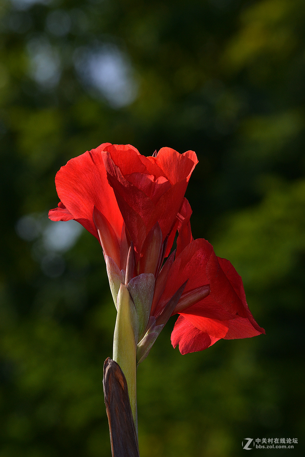 拈花惹草美人蕉二