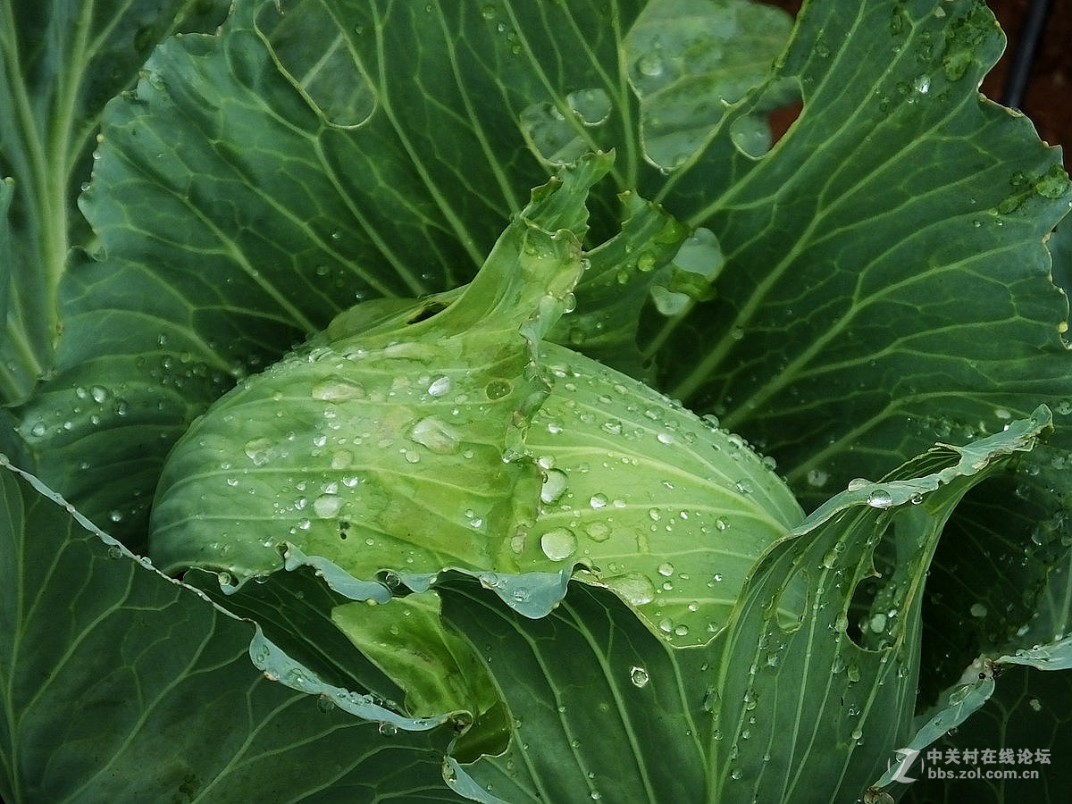 带露珠的卷心菜