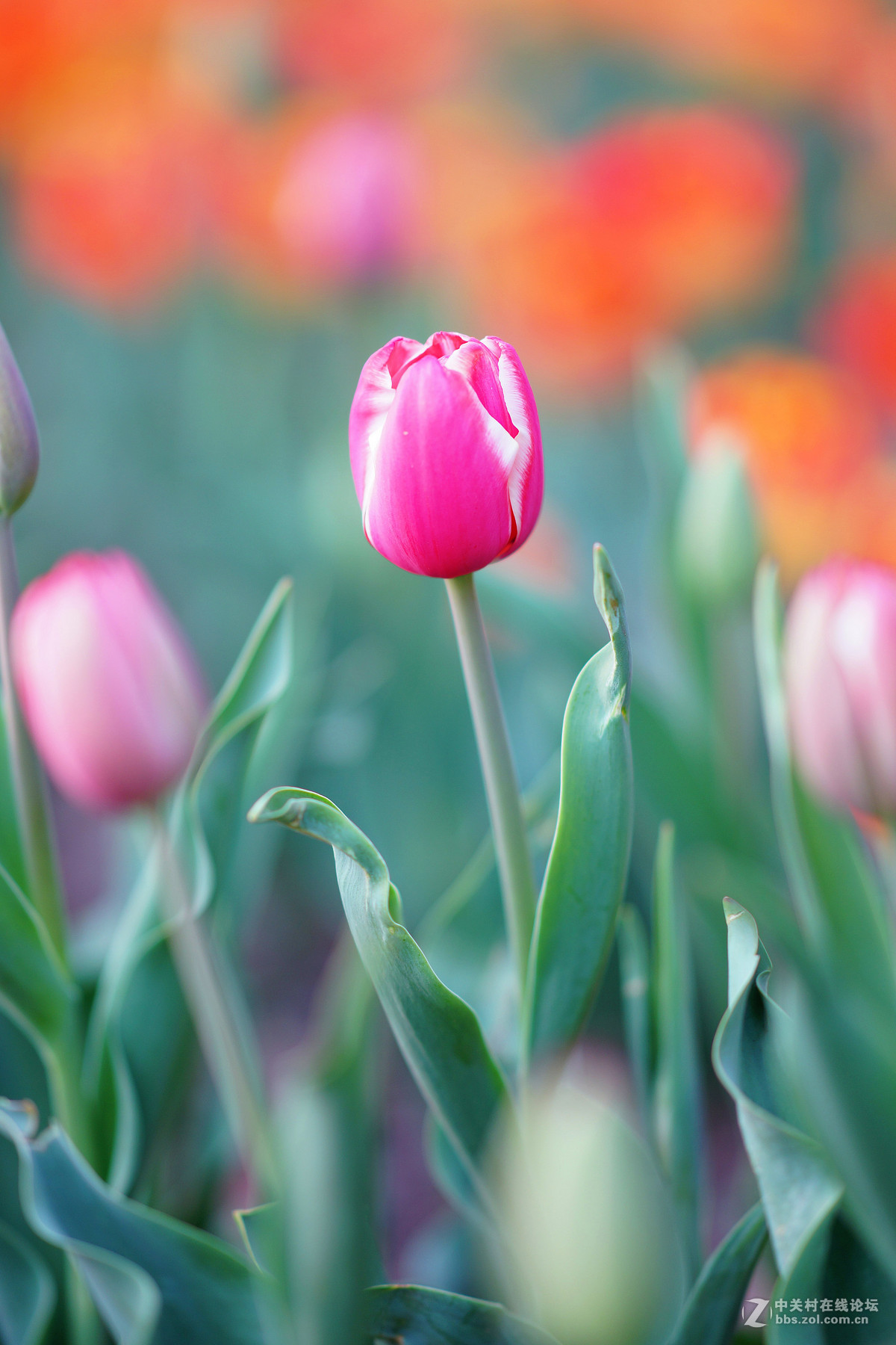 你是人间四月花