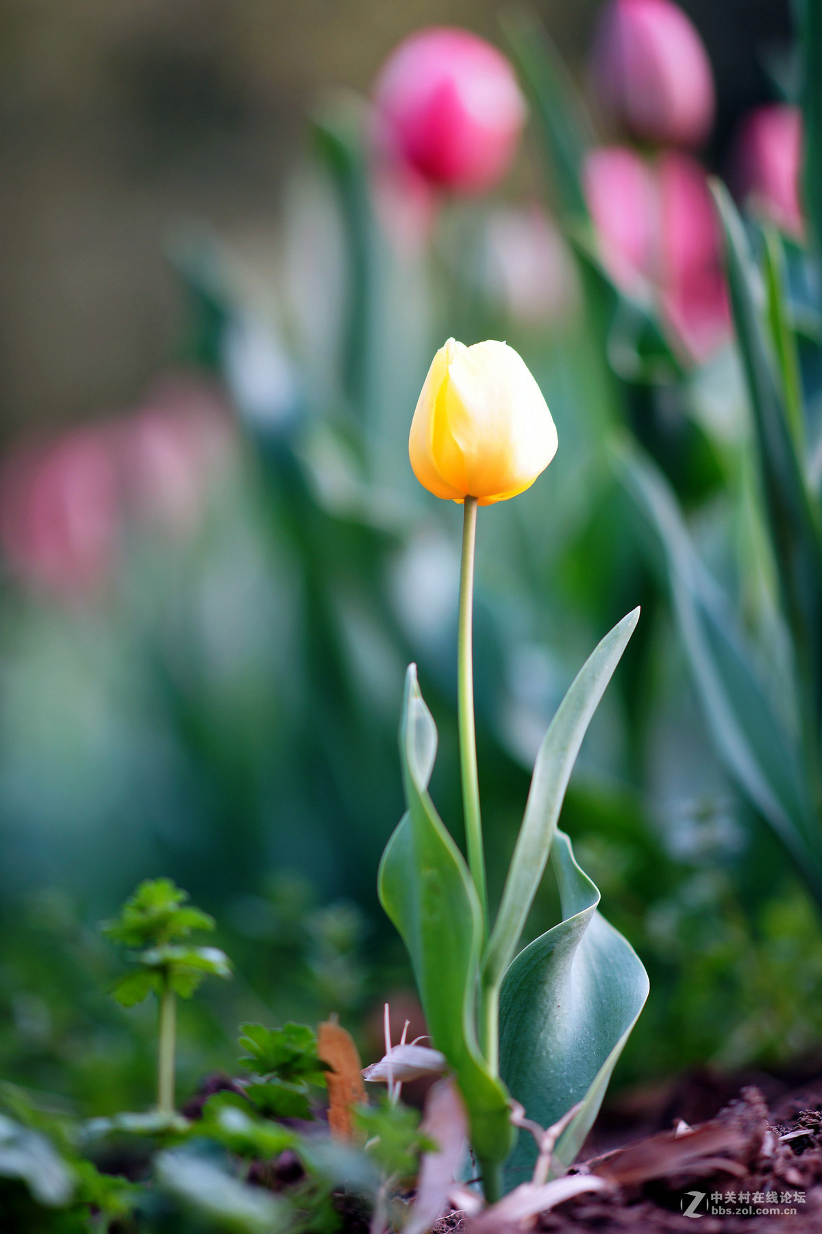 你是人间四月花