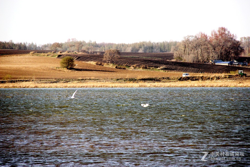 李合湿地学拍水鸟
