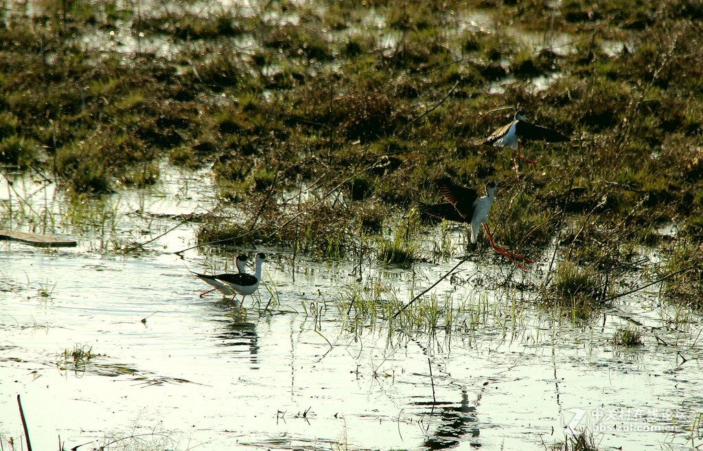 李合湿地学拍水鸟