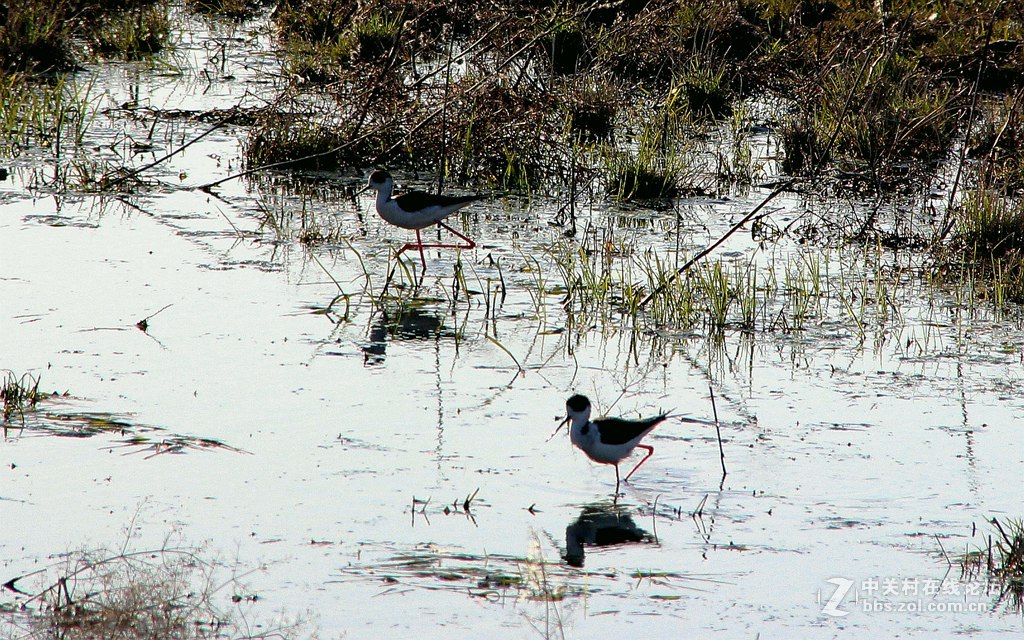 李合湿地学拍水鸟