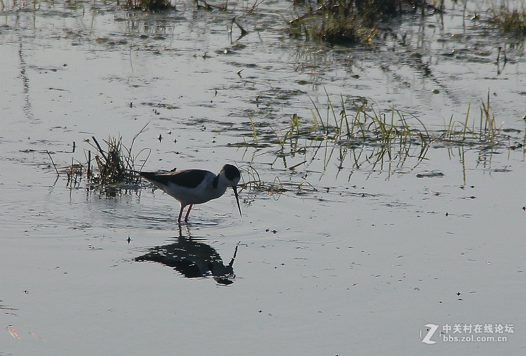 李合湿地学拍水鸟