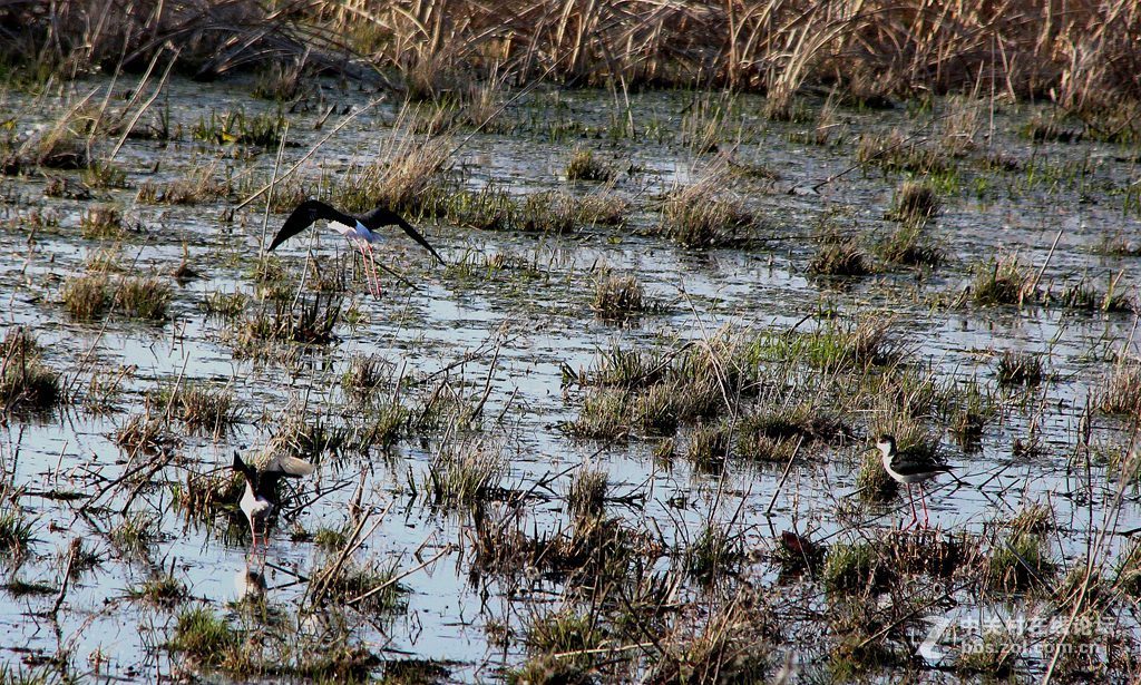 李合湿地学拍水鸟