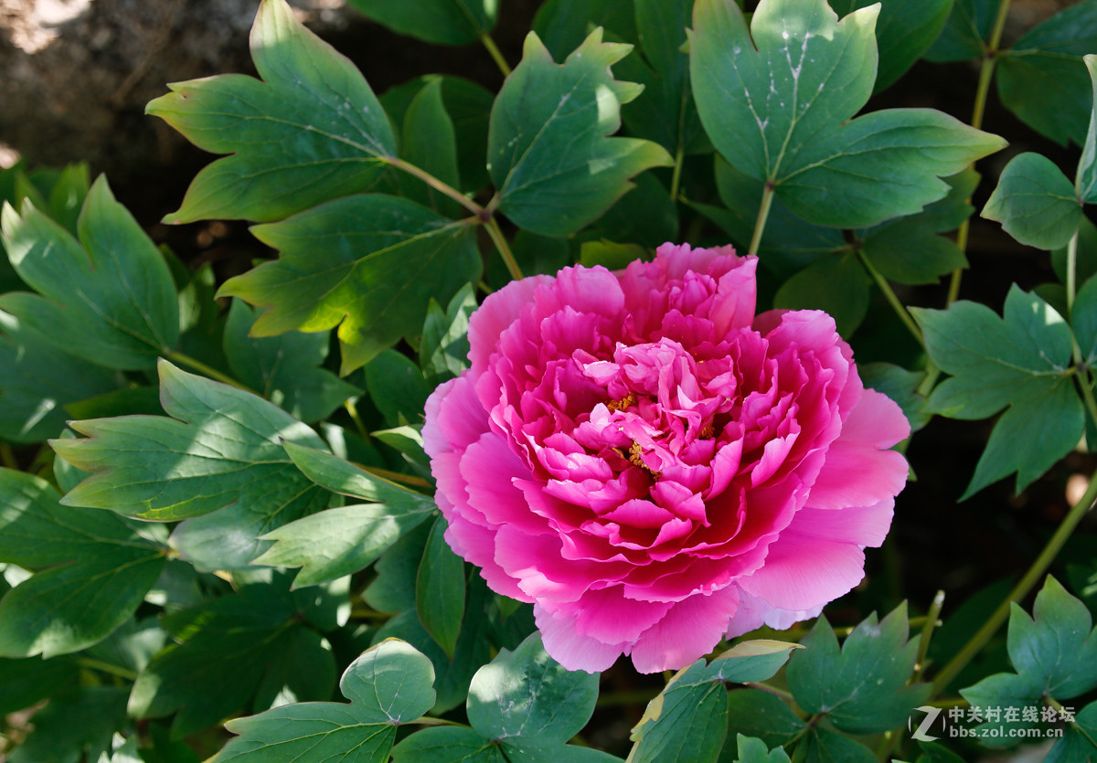 牡丹花火炼金丹