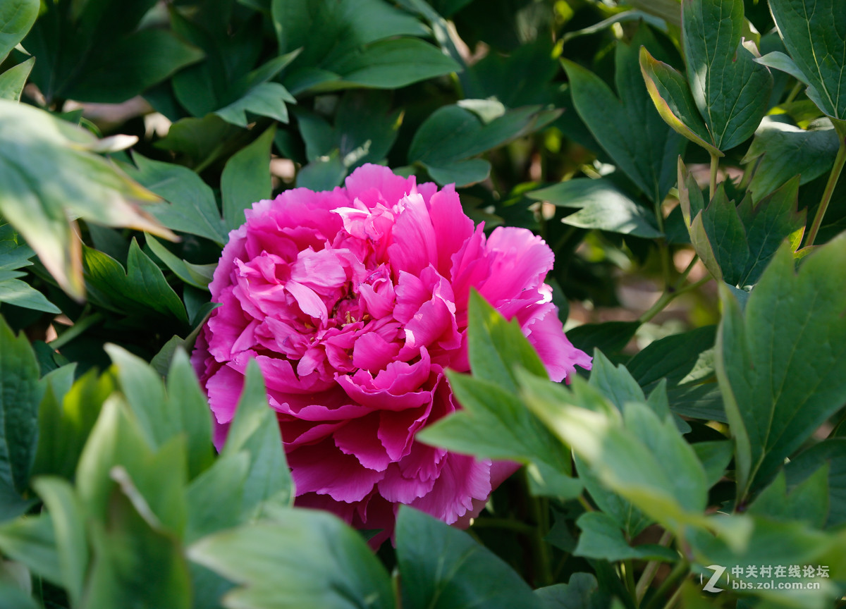 牡丹花火炼金丹
