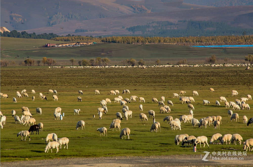内蒙呼伦贝尔草原的牛马羊