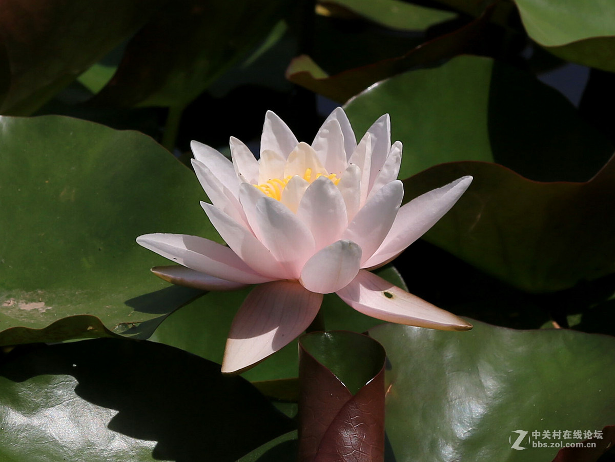 #佳能月赛-人与自然# 水中花仙子——睡莲