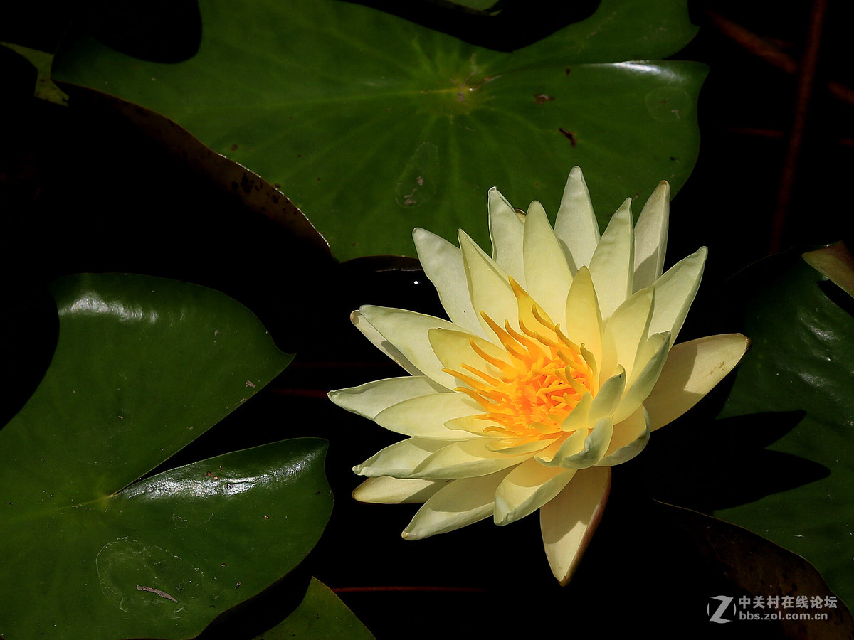 #佳能月赛-人与自然# 水中花仙子——睡莲