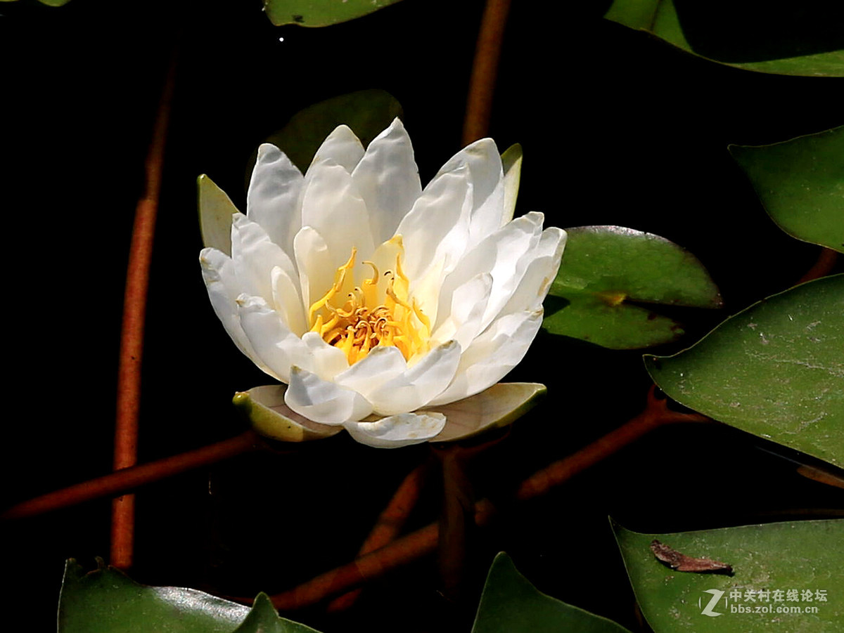 #佳能月赛-人与自然# 水中花仙子——睡莲