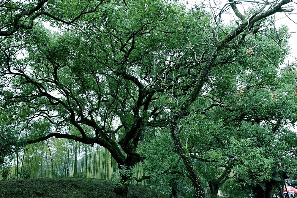 青山丽水间的古堰画乡