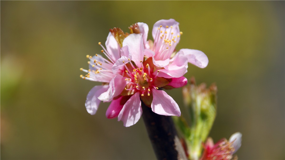 啊~~~啊~~~啊！牡丹~~百花丛中最鲜艳！！！