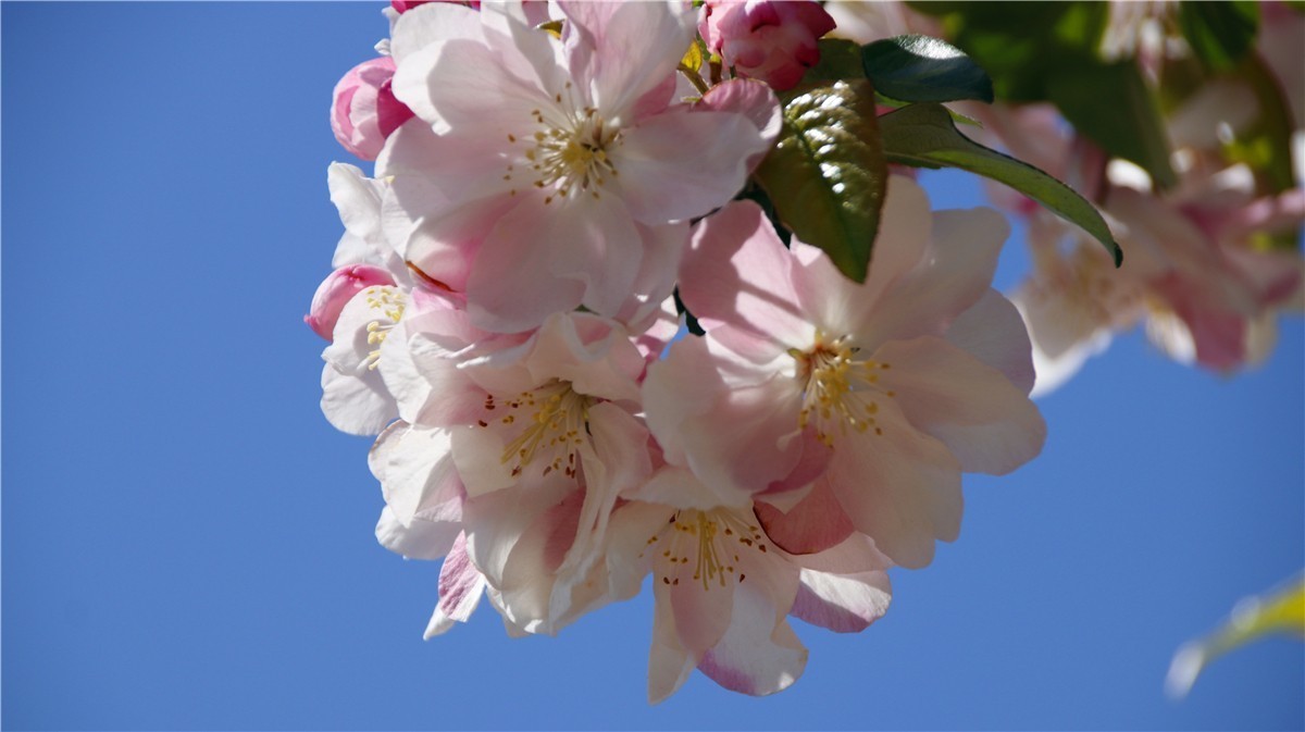 啊~~~啊~~~啊！牡丹~~百花丛中最鲜艳！！！