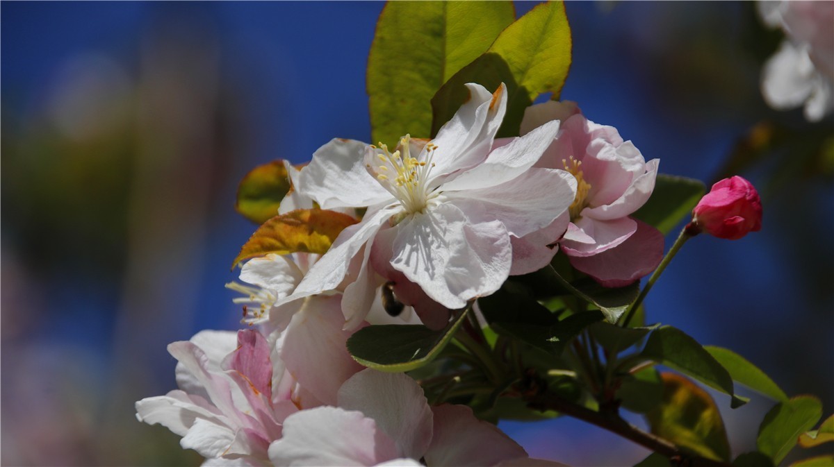 啊~~~啊~~~啊！牡丹~~百花丛中最鲜艳！！！