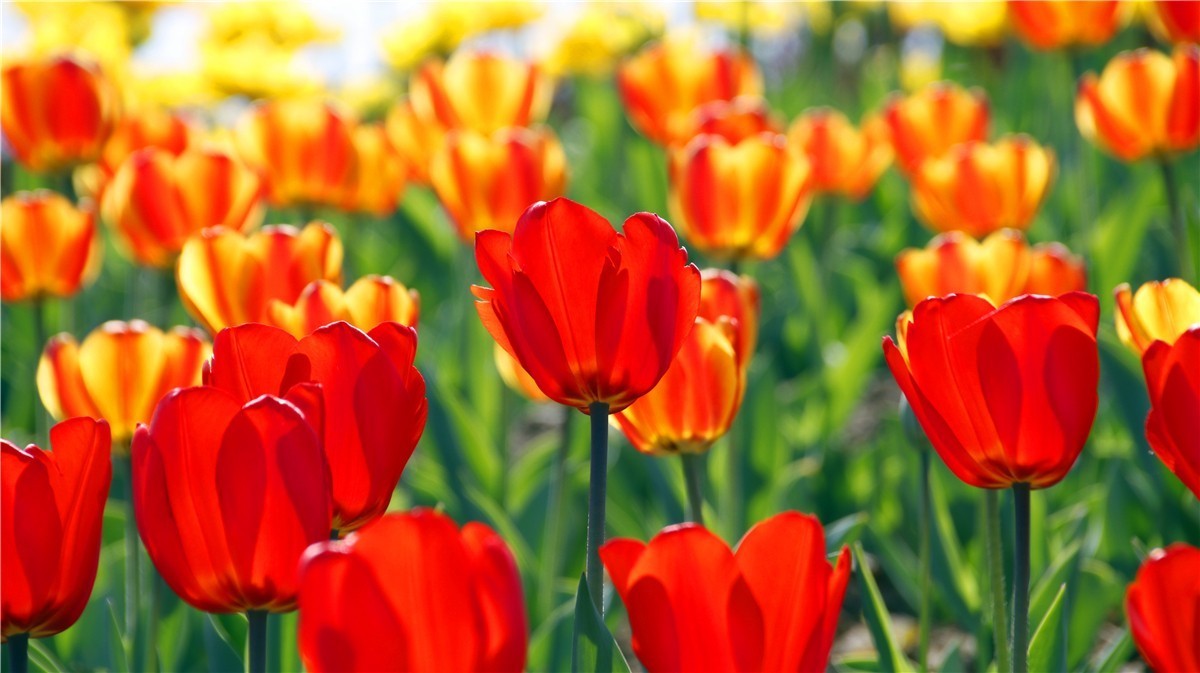 啊~~~啊~~~啊！牡丹~~百花丛中最鲜艳！！！