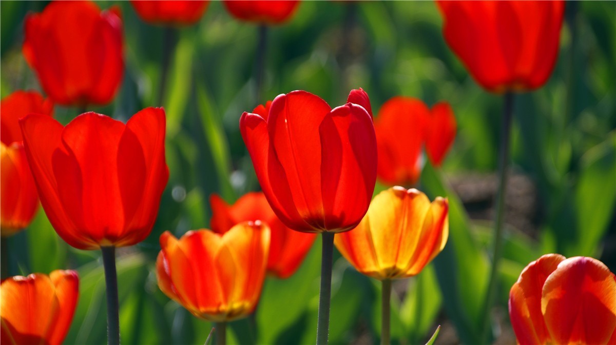 啊~~~啊~~~啊！牡丹~~百花丛中最鲜艳！！！