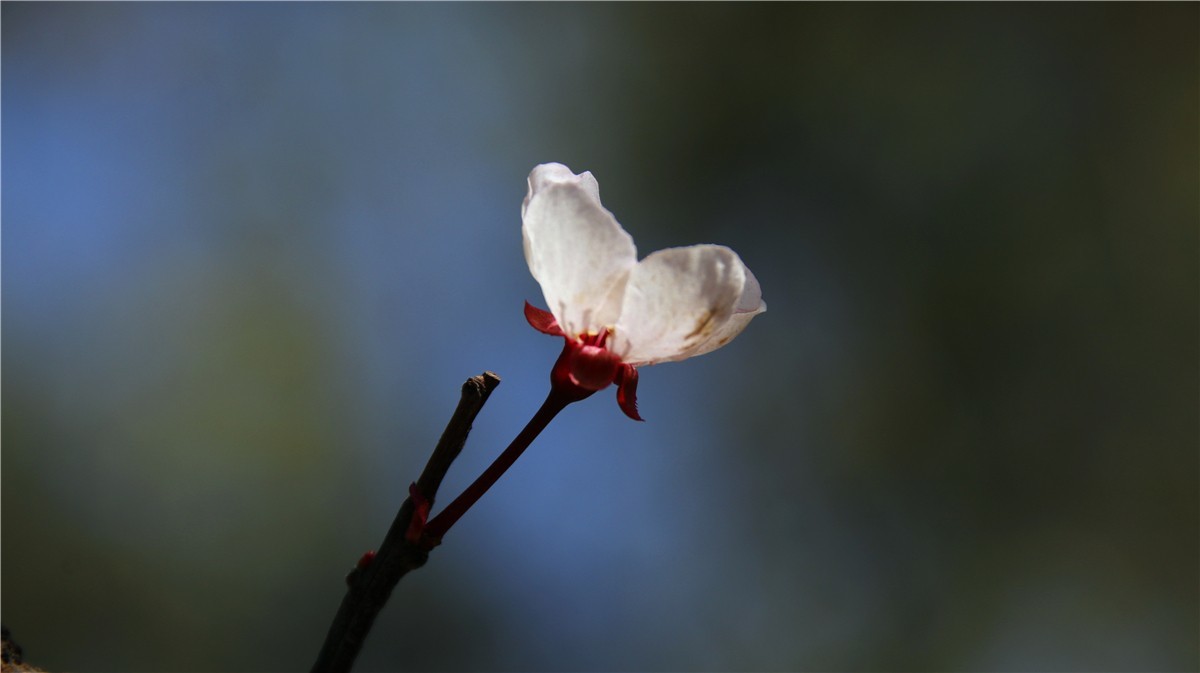 啊~~~啊~~~啊！牡丹~~百花丛中最鲜艳！！！