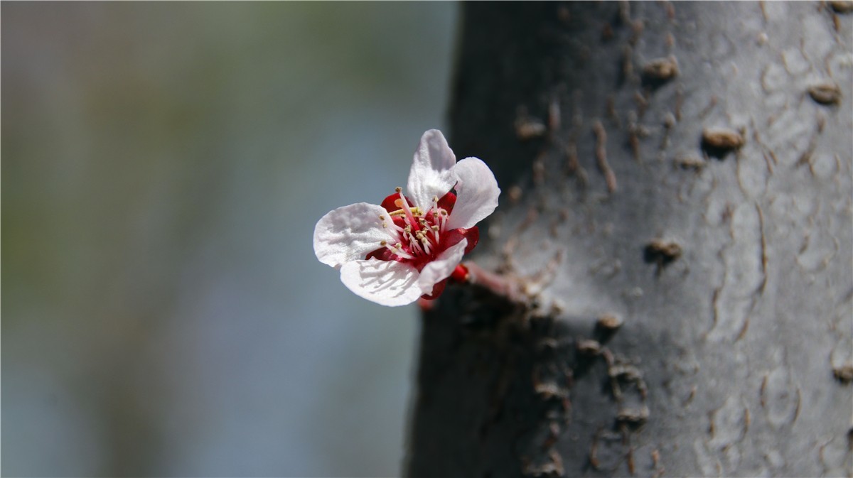 啊~~~啊~~~啊！牡丹~~百花丛中最鲜艳！！！