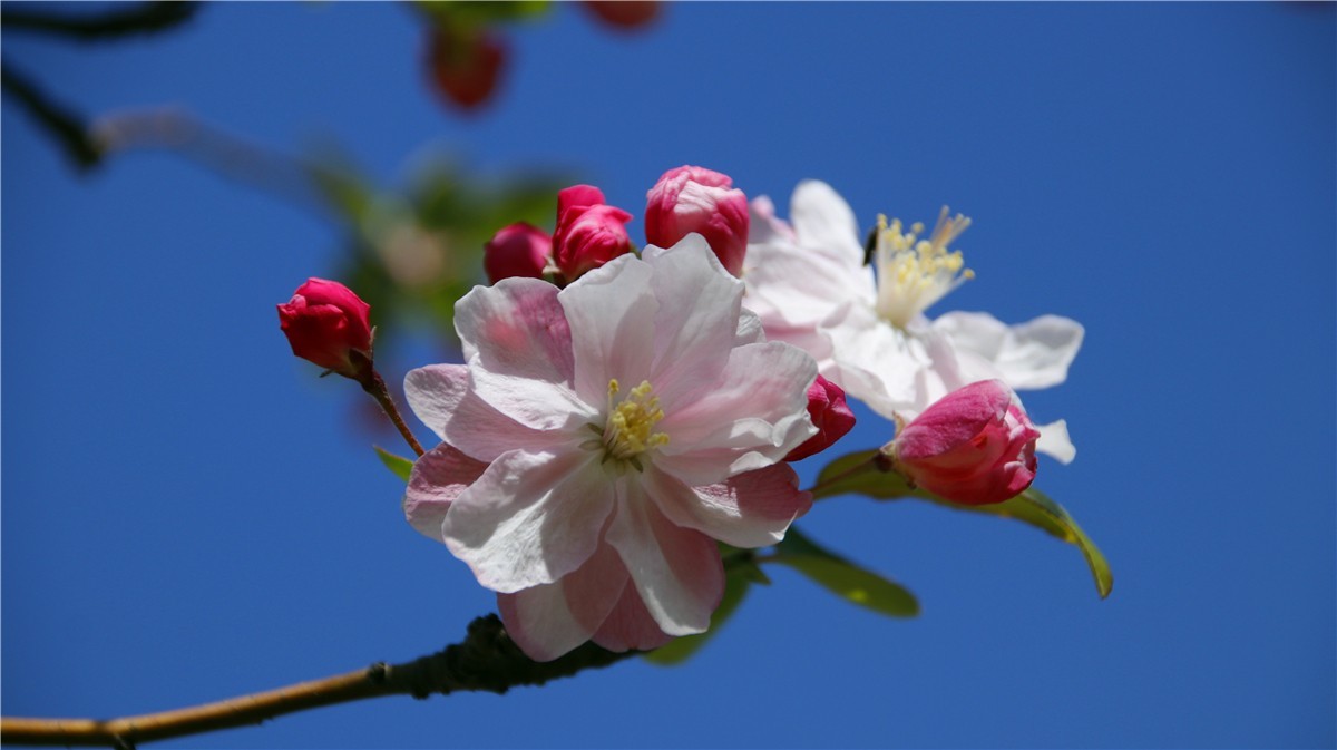 啊~~~啊~~~啊！牡丹~~百花丛中最鲜艳！！！