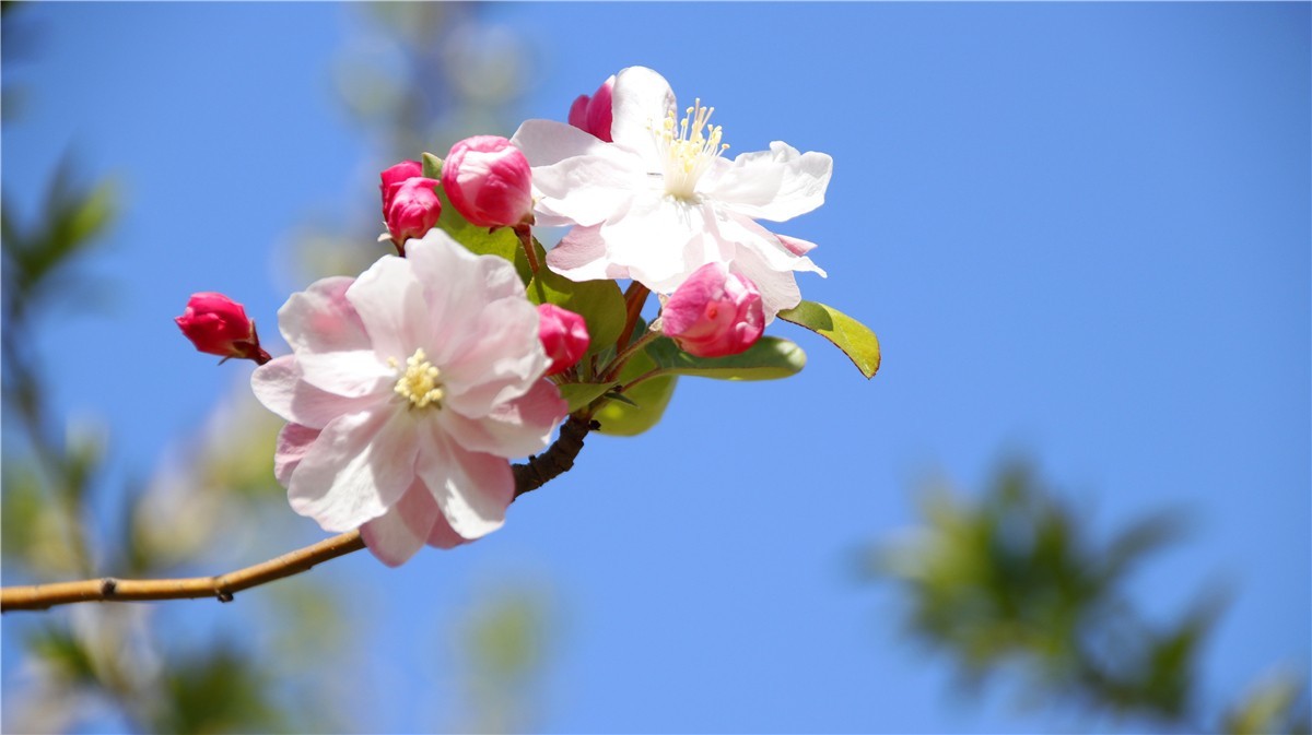 啊~~~啊~~~啊！牡丹~~百花丛中最鲜艳！！！