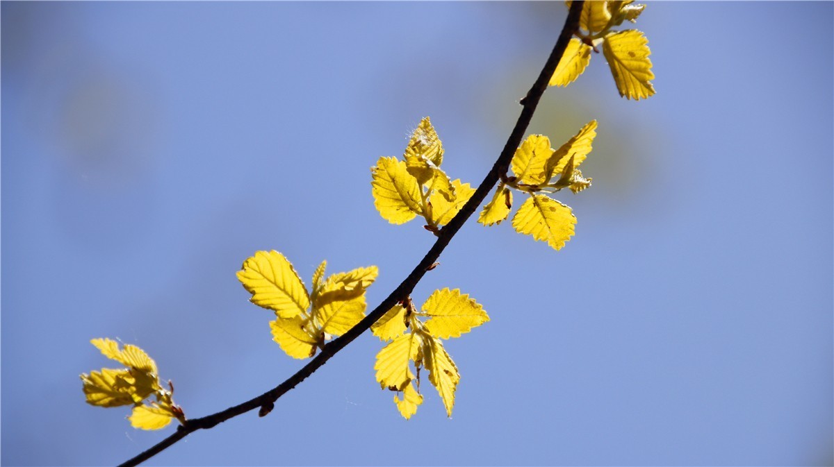 啊~~~啊~~~啊！牡丹~~百花丛中最鲜艳！！！