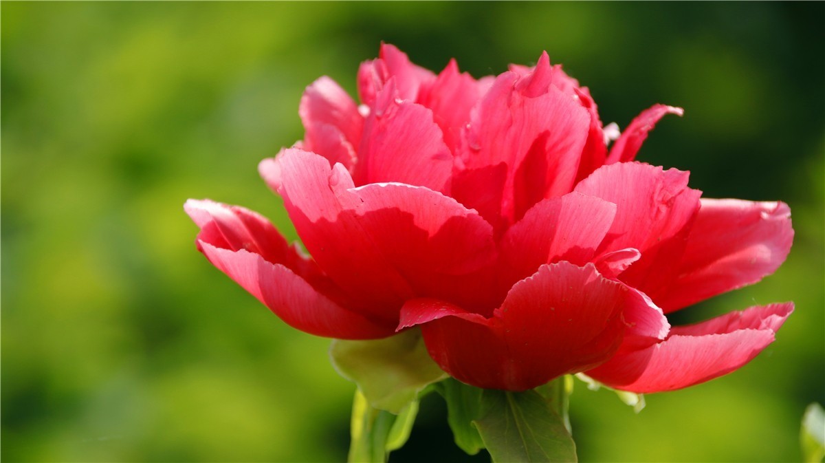 啊~~~啊~~~啊！牡丹~~百花丛中最鲜艳！！！