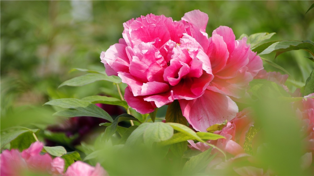 啊~~~啊~~~啊！牡丹~~百花丛中最鲜艳！！！